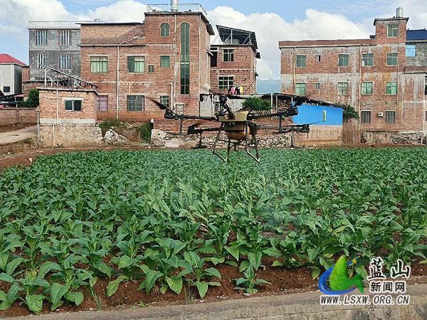 土市镇：无人机助力烤烟除虫 科技赋能绘就智慧农业新图景.jpg