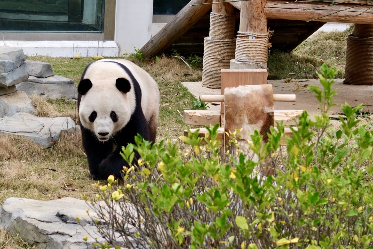 大熊猫漫步园间。实习生何佳丽摄