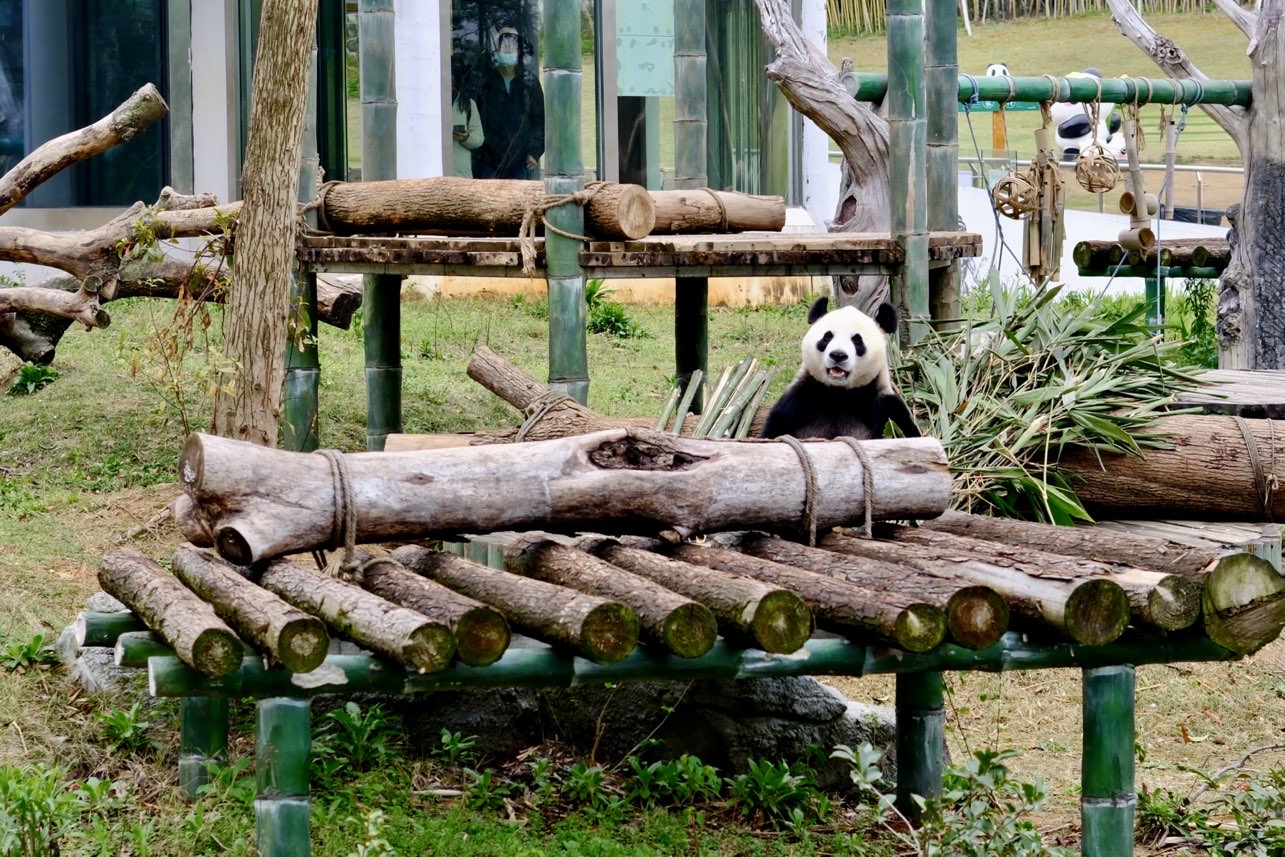 大熊猫藏身木架后探瞧。实习生何佳丽摄
