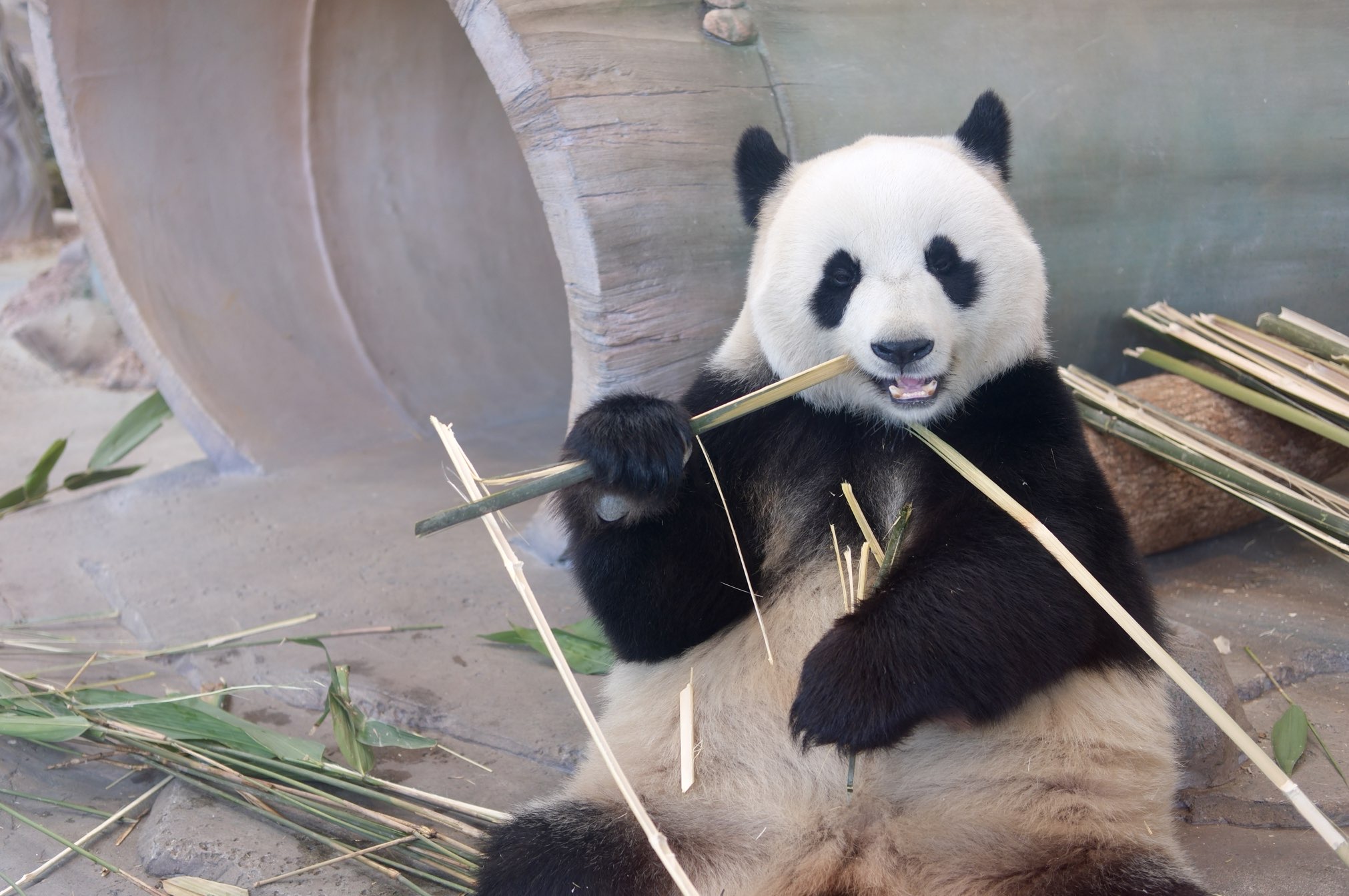 “喜悦”坐享翠竹餐。实习生何佳丽摄