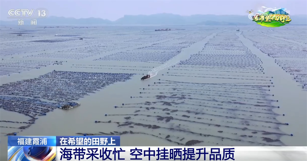 “海洋中的田园”到处都是“广泛”，特征行业