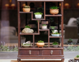 “浮生清欢”菖蒲展举行
