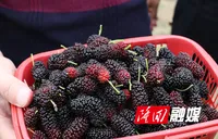 北山镇莫家村桑葚园迎来采摘季