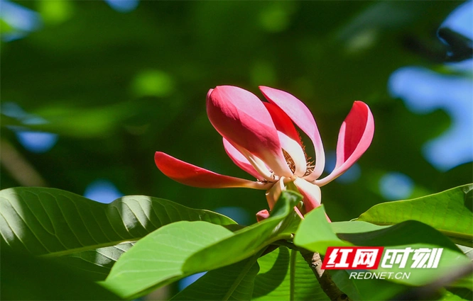 湖南道县：厚朴花开迎客来 林旅融合促振兴（组图）