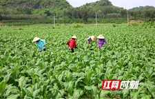 江永：“黄金叶”铺就致富路