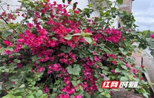 江永：三角梅盛开
