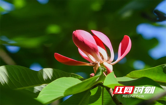 湖南道县：厚朴花开迎客来 林旅融合促振兴（组图）