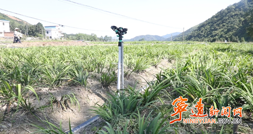 宁远五龙山瑶族乡：特色产业赋能乡村振兴2_副本500.png