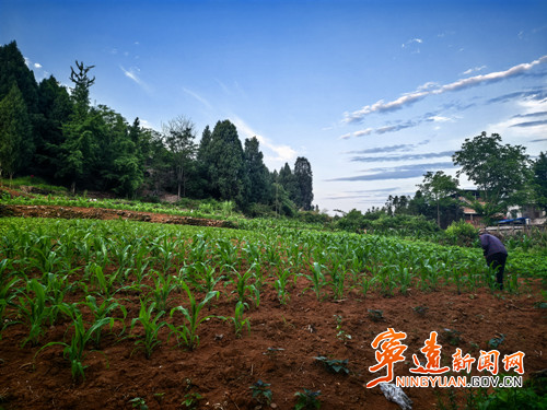 宁远县桐木漯瑶族乡：耕地复垦激活乡村 “粮” 动力_副本500.jpg