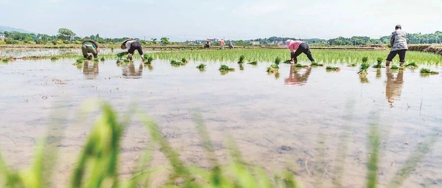 全省中稻常年种植约2200万亩