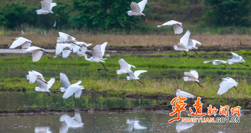 宁远：“人防+物防+技防”护航“千年鸟道”3_副本500.png