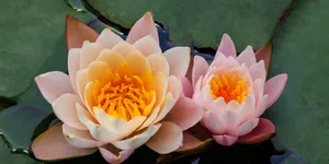 好运“莲莲”！睡莲绽放如盏盏花灯