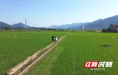 双牌：田间诱捕器开启绿色防控新篇章