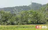 道县：构建立体防护网络 护航千年鸟道安全