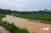 新田：强降雨过后 农技人员深入田间开展农业生产自救