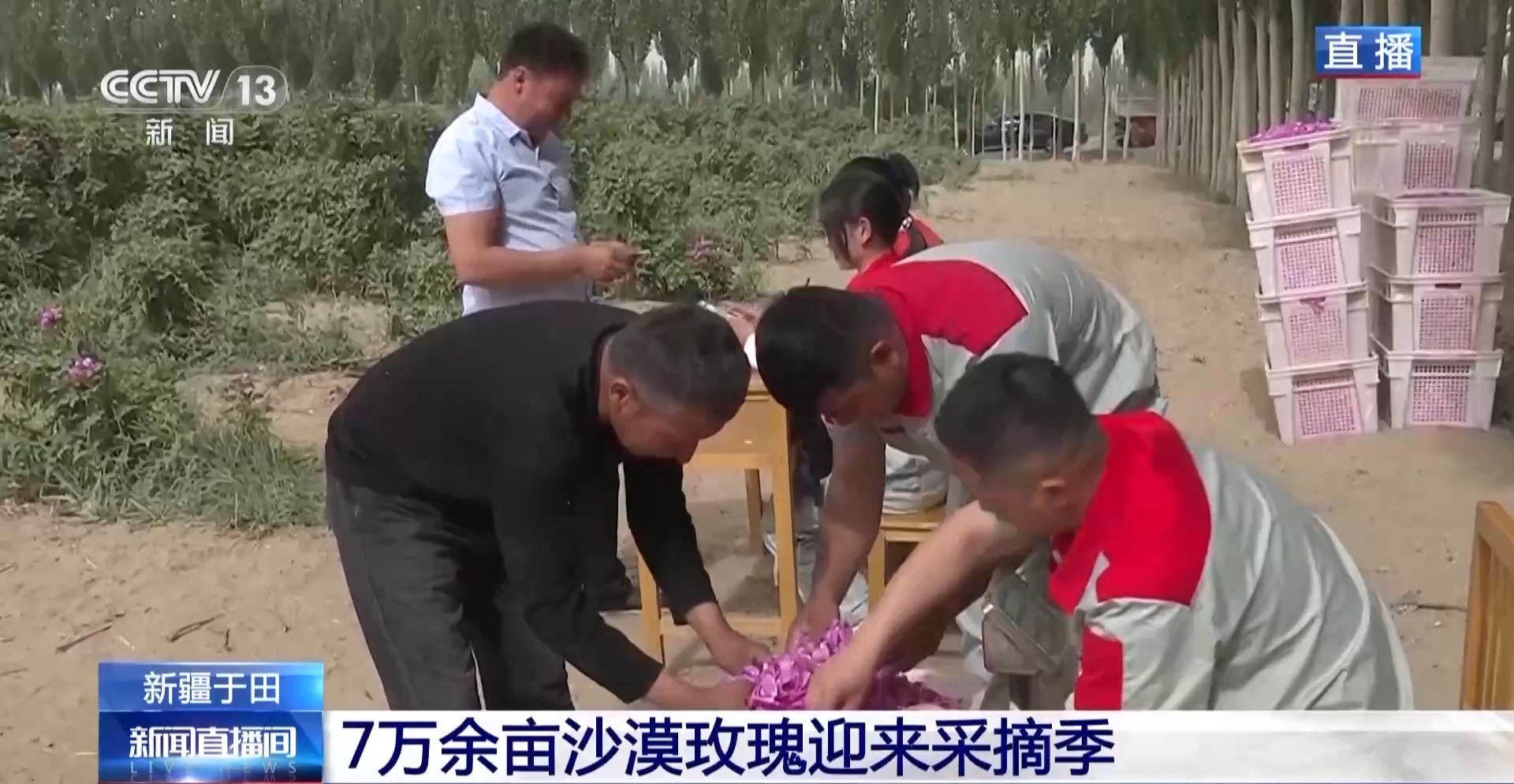 在塔克拉马坎沙漠中的“边缘和加入龙”期间种