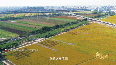 您好，Shuangshang City ｜留在Shihezi
