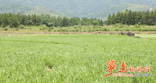 宁远：千亩稻田上演 智慧种田 升级3_副本500.png