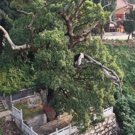 这是历史留下的浪漫！株洲朱亭千年“拴马樟”成网红打卡地
