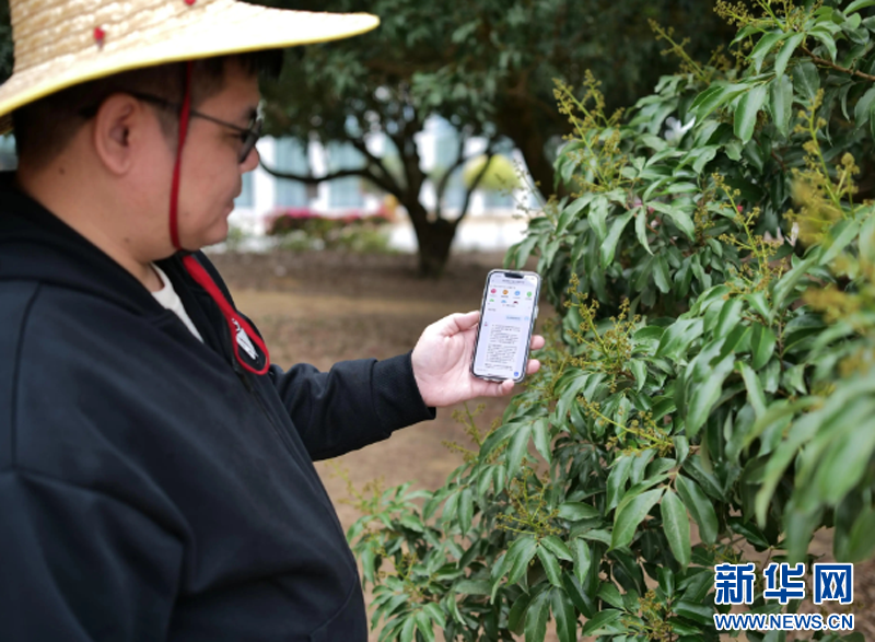 农村振兴是行动｜ lychee树下的新“三个变化”使
