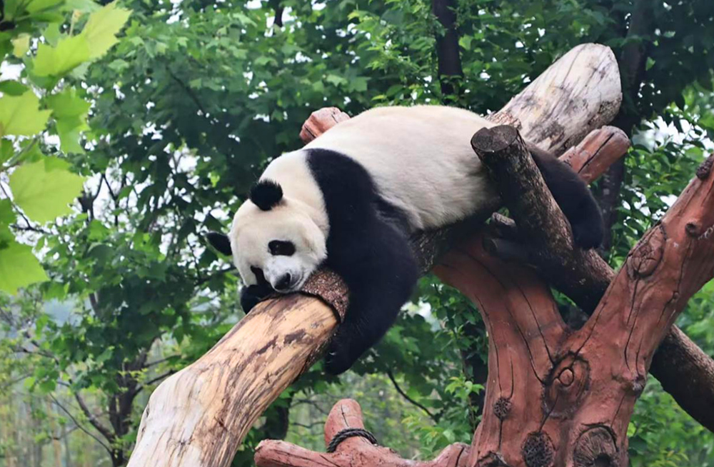 岳阳中华大熊猫苑里憨态可掬的熊猫。谢语欣摄