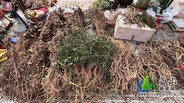 我县“端午药市”火爆开市 中医药文化氛围浓.jpg