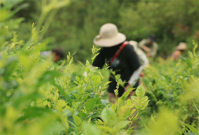 5月24日，在张家界市武陵源区金杜村莓茶种植基地，茶农采摘莓茶鲜叶。吴勇兵摄