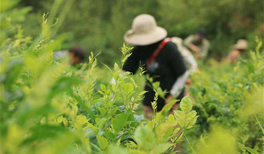 湖南張家界：莓茶夏季采收 供應(yīng)消費(fèi)市場(chǎng)