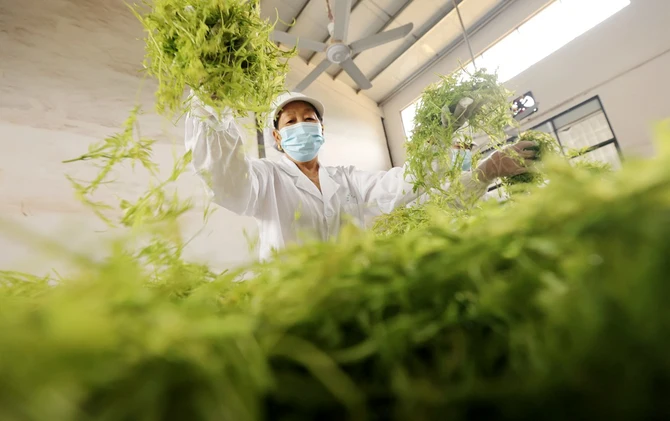 湖南张家界：莓茶夏季采收 供应消费市场