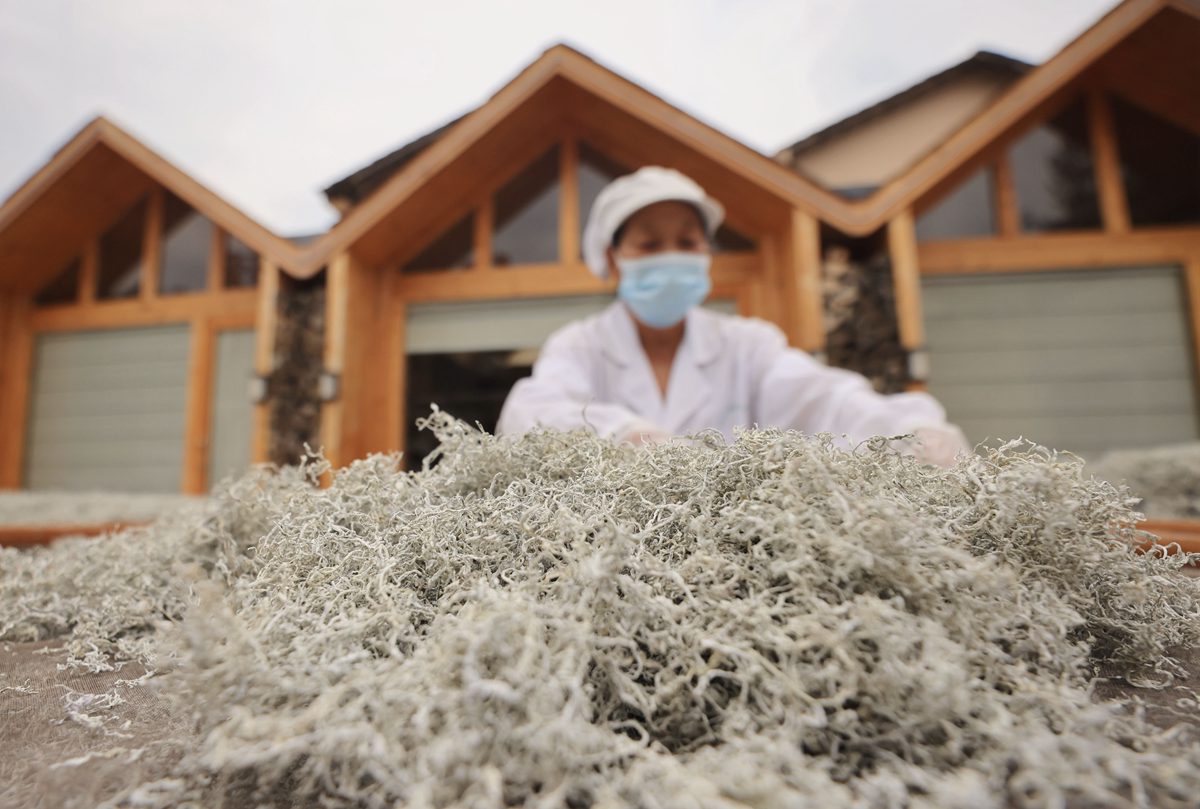 5月24日，在张家界市武陵源区金杜村莓茶种植基地，茶农在晾晒加工后的莓茶。吴勇兵摄