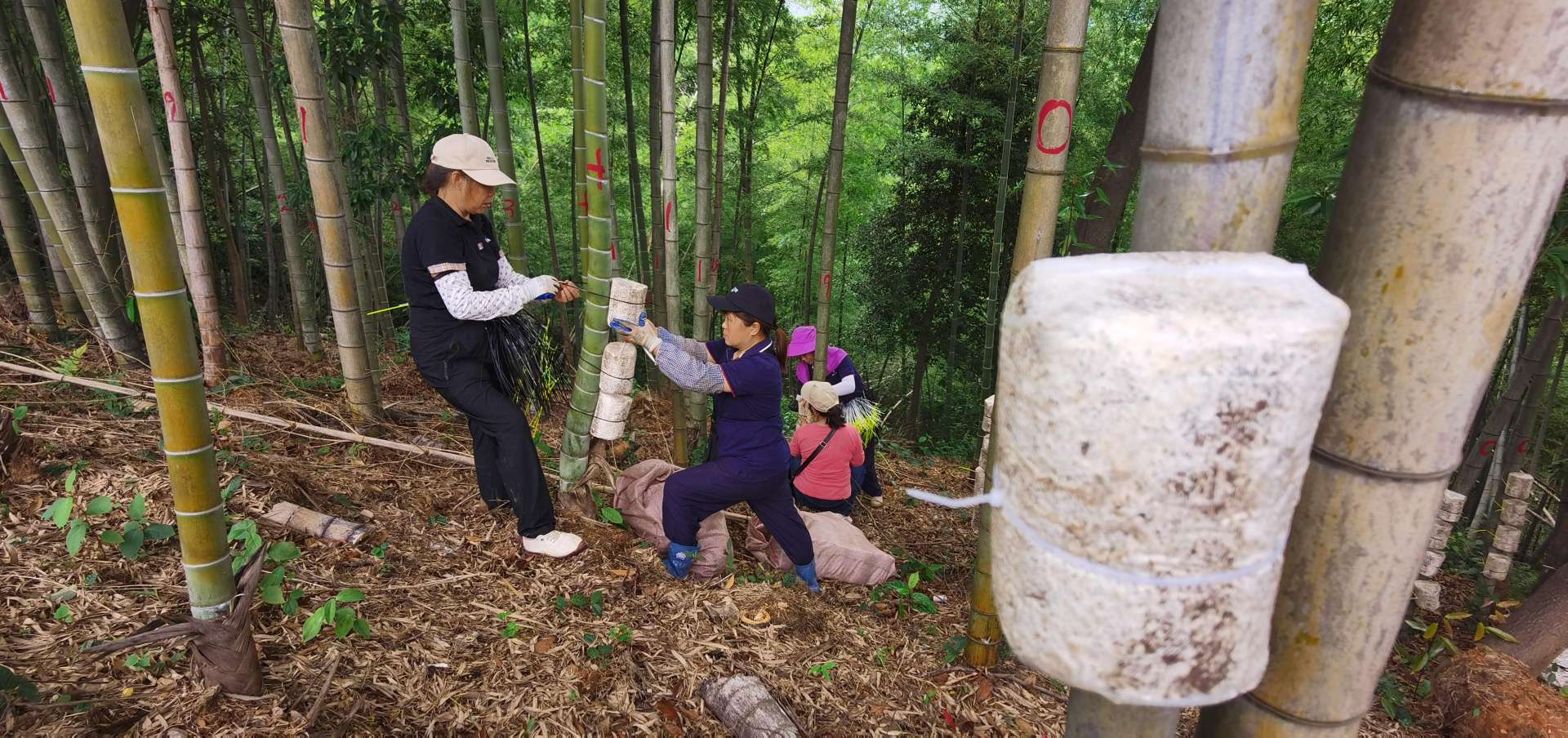 员工两人一组将菌包固定在楠竹上。胡卫红摄