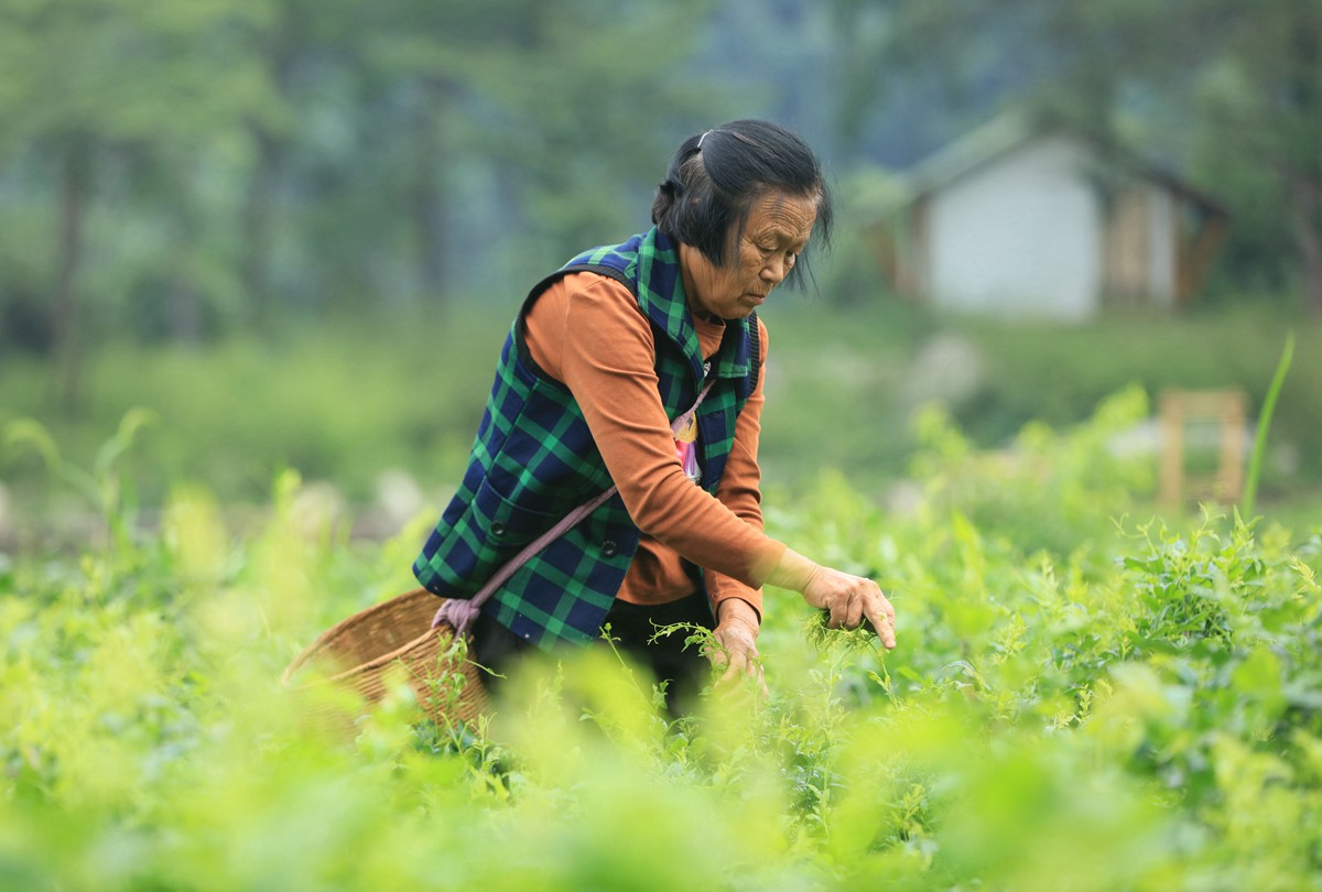5月24日，在张家界市武陵源区金杜村莓茶种植基地，茶农采摘莓茶鲜叶。吴勇兵摄