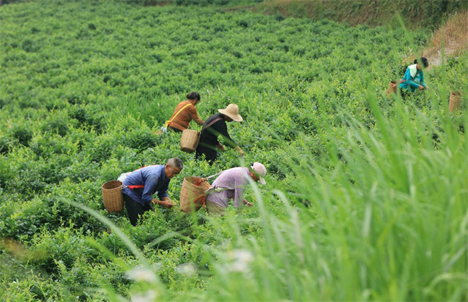 5月24日，在张家界市武陵源区金杜村莓茶种植基地，茶农采摘莓茶鲜叶。吴勇兵摄