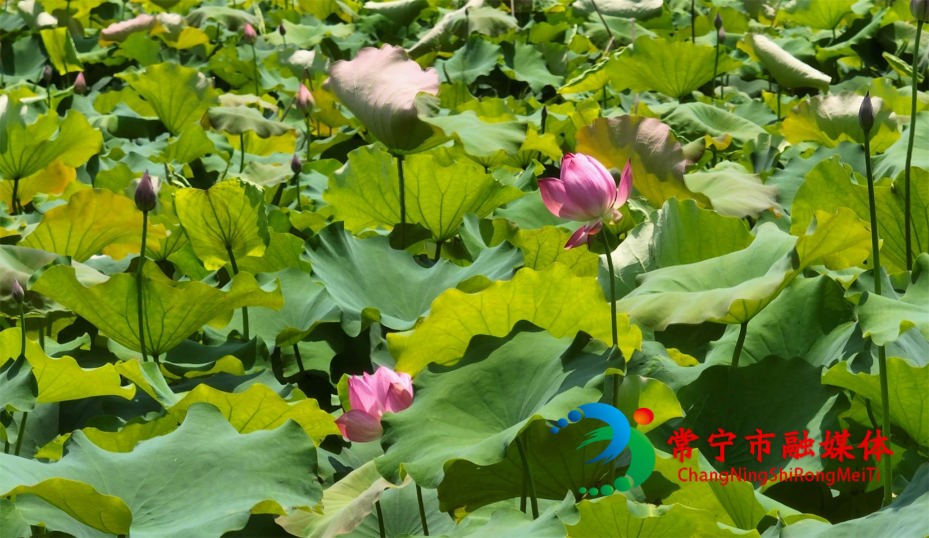 荷花3.jpg