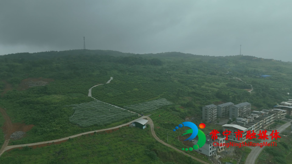 黄桃1.jpg