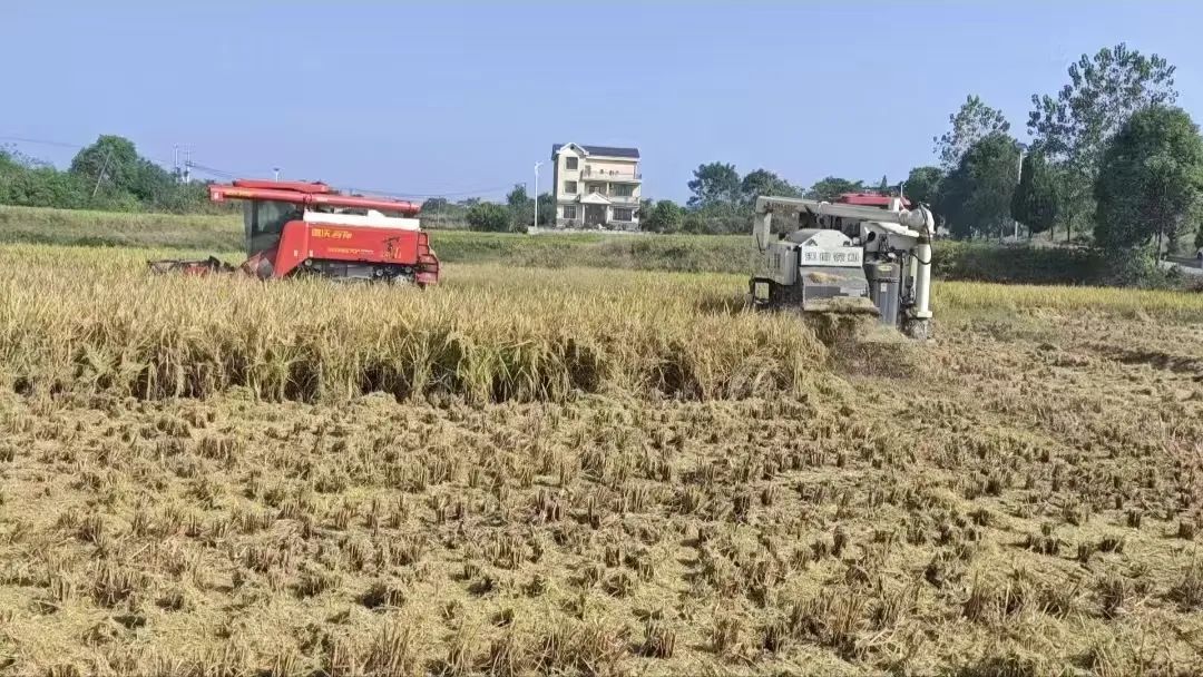 苏仙区稻谷低茬收割，秸秆粉碎还田试点.jpg
