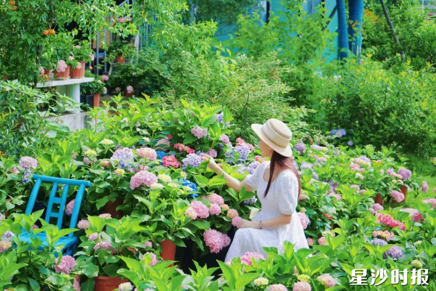 黄花镇银龙村开展绣球花游园会。黄花镇供图