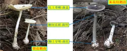 野生蘑菇防控