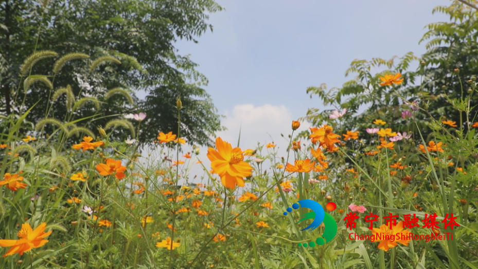 蓬塘花海1.jpg