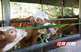 新田：黄竹草养出“致富牛” 农户信心足