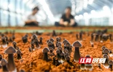 湖南道县：小蘑菇撑起“致富伞”