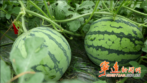 宁远：大棚西瓜抢“鲜”上市2_副本500.png