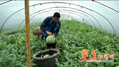 宁远：大棚西瓜抢“鲜”上市3_副本500.png