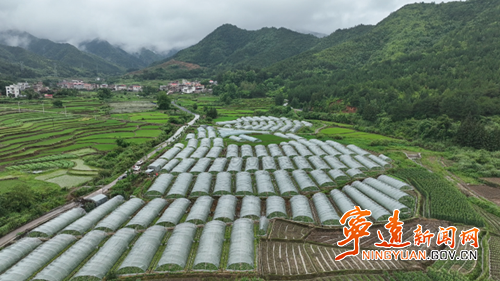 宁远：大棚西瓜抢“鲜”上市_副本500.png