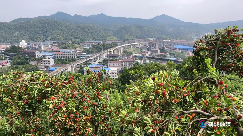 新家庄村：杨梅成熟 构成一道别样风景.mp4_20250606_164817.094.jpg