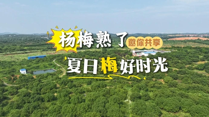 杨梅熟了，邀你共享夏日“梅”好时光！