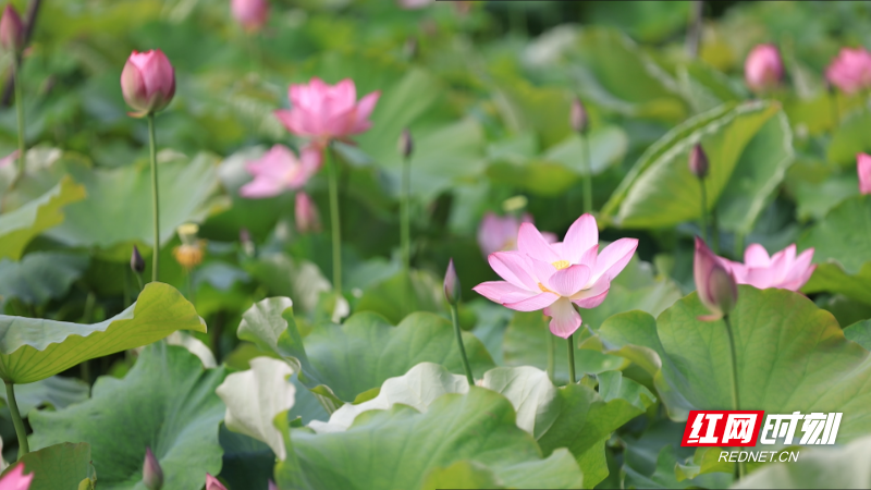 荷花-1.bmp