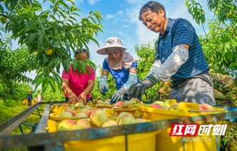 湖南道县：鲜桃上市促增收（组图）