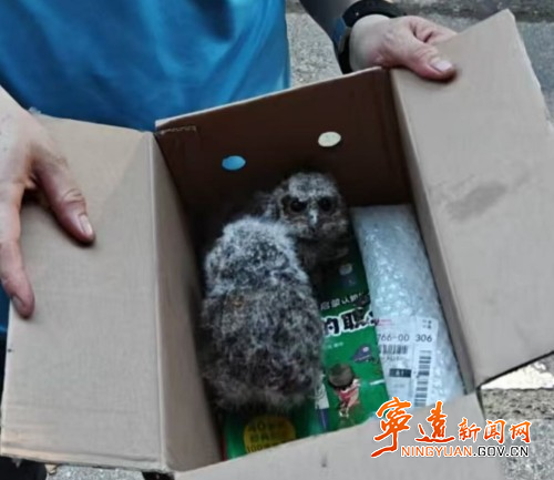 救助猫头鹰_副本500.jpg