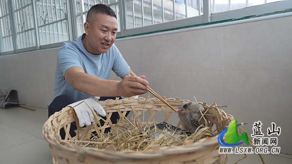我县成功救助一只国家二级重点保护动物领角鸮1.jpg